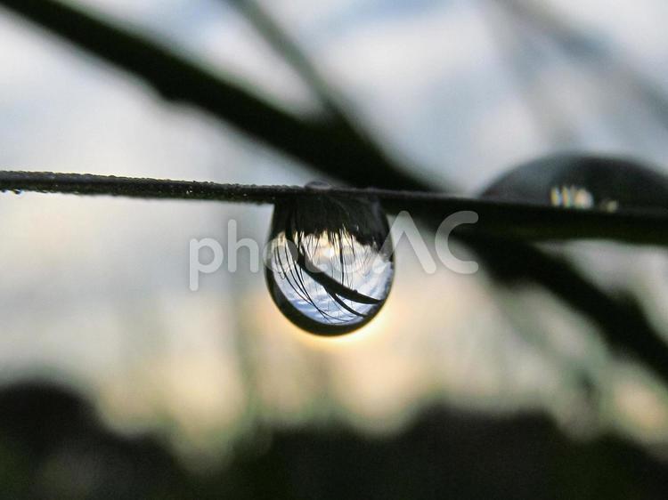 水滴と緑の葉と朝日Water drops 水滴,すいてき,waterの写真素材