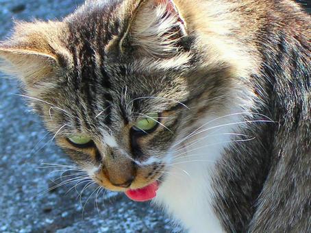 日本の猫 日本の猫の写真