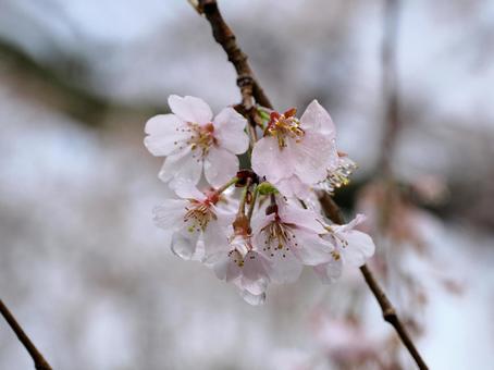 Scenery with cherry blossoms, JPG