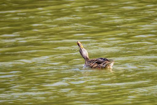 マガモ⑸の写真