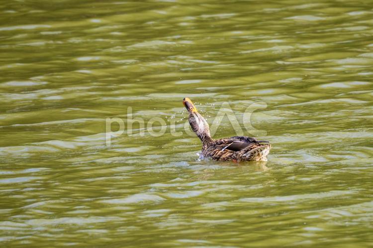 マガモ⑸ 鳥,マガモ,カモの写真素材
