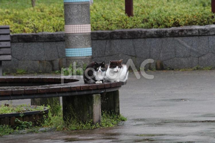 雨上がりに寄り添う2匹の猫 猫,2匹,野良猫の写真素材