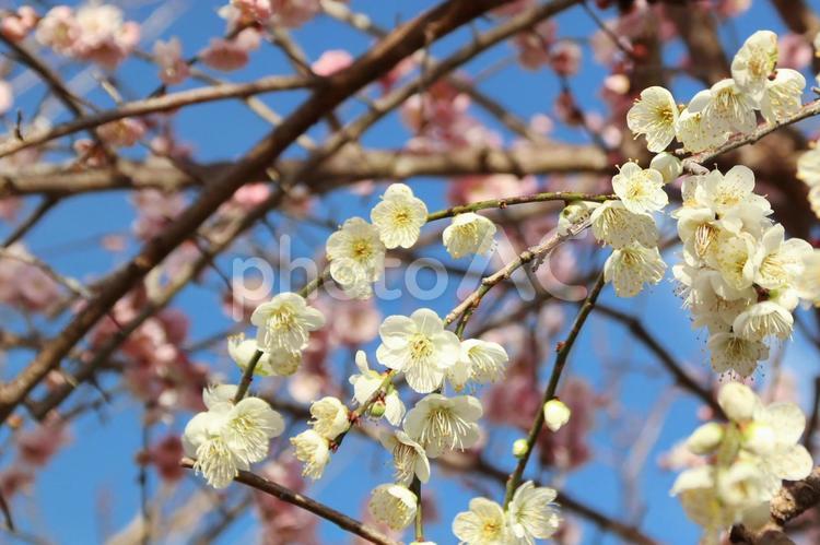 白と紅のしだれ梅 梅の花,梅,新春の写真素材