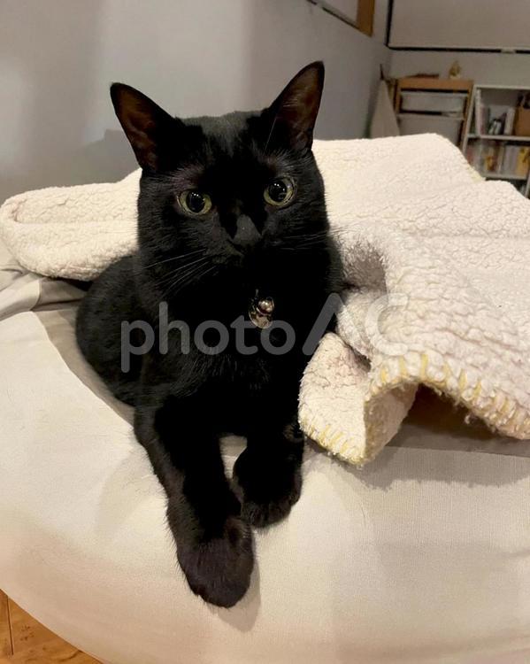黒猫の凛ちゃん 猫,ねこ,黒猫の写真素材