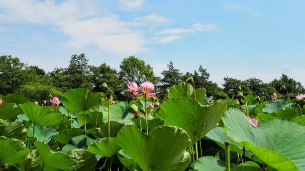 水元公園のハス池・ピンクの蓮の花・葛飾区 水元公園のハス池・ピンクの蓮の花・葛飾区の写真