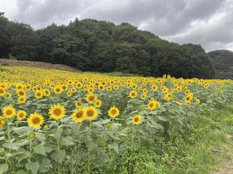 ひまわり ひまわりの写真