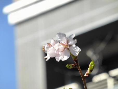 この木で開花、一番乗りの先端の桜の花 この木で開花、一番乗りの先端の桜の花 桜,花,植物の写真素材