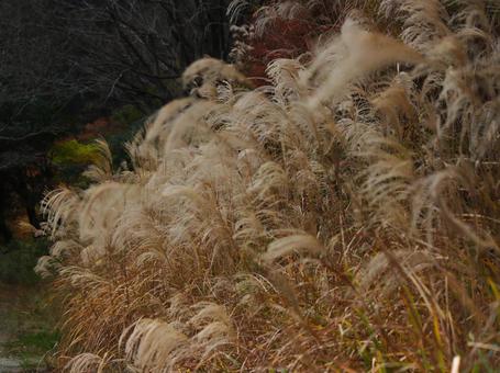 すすき19 すすき19 すすき,植物,秋の写真素材