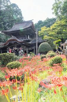 山口県　鰐鳴八幡宮の彼岸花 山口県,山口,彼岸花の写真素材