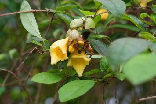 Photo, kibanayourak, yellow flower garland, labiatae, 
