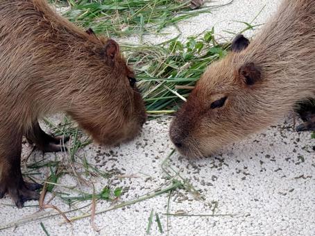 Photo, capybara, caviidae capybara, oni ranger, 