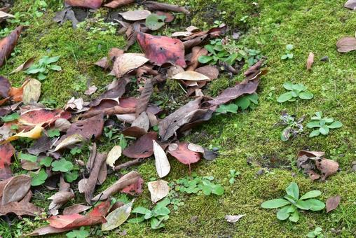 落ち葉と苔の生えた地面 落ち葉と苔の生えた地面 落ち葉,枯れ葉,苔の写真素材