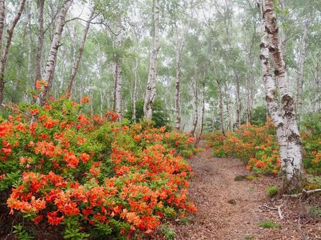 霧の白樺林とレンゲツツジ 霧の白樺林とレンゲツツジ 白樺林,林,森林の写真素材