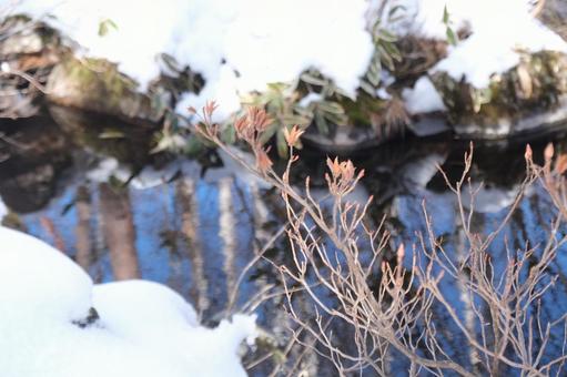 雪解け 雪解けの写真