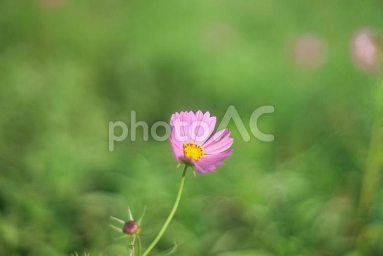 ＜五島の風景＞夜明けのコスモス畑 花,植物,コスモスの写真素材