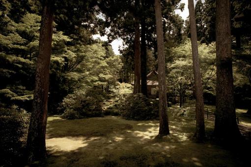 フィルムカメラ風の神社の写真 フィルムカメラ風の神社の写真の写真