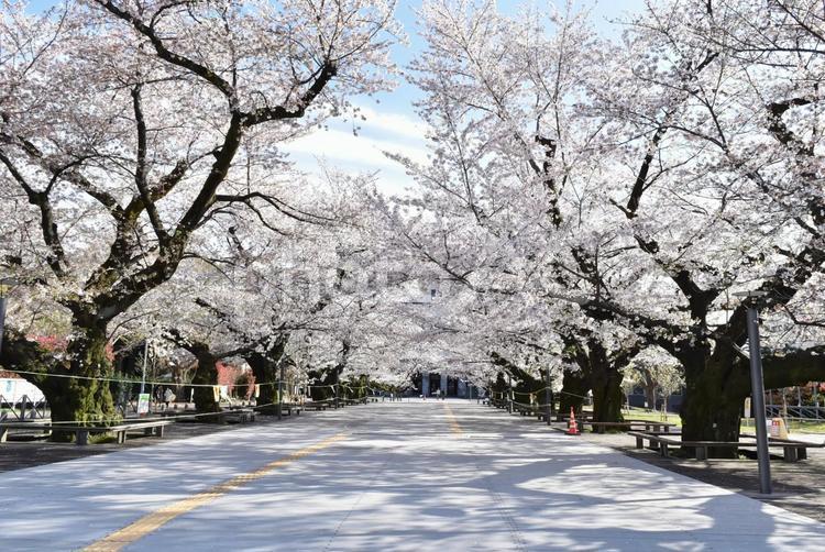 木漏れ日の桜並木 さくら,サクラ,桜の写真素材