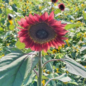 チトニア（赤いひまわり）の写真