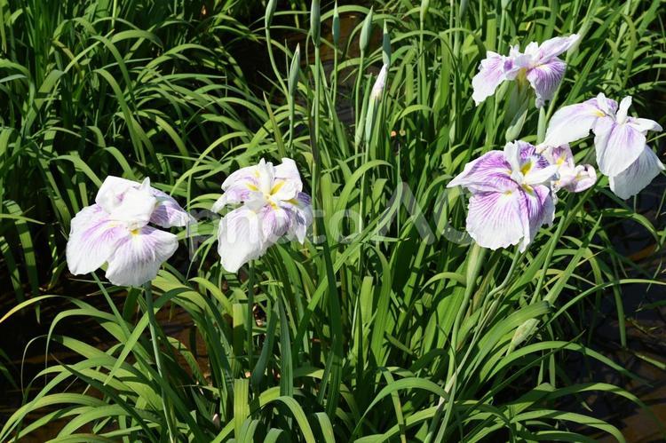 赤堀菖蒲園で撮った花菖蒲 風景,景色,自然の写真素材