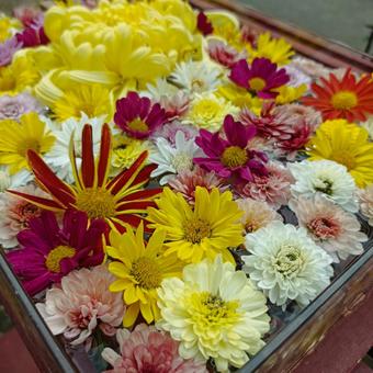 花手水 菊の花,カラフル,菊まつりの写真素材