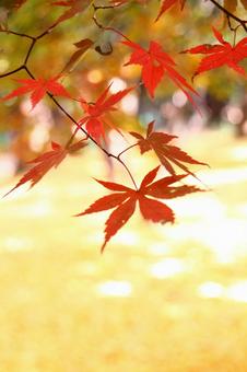 美しい京都の秋、紅葉の風景 美しい京都の秋、紅葉の風景の写真