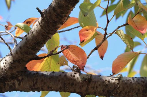 秋の入り口の写真