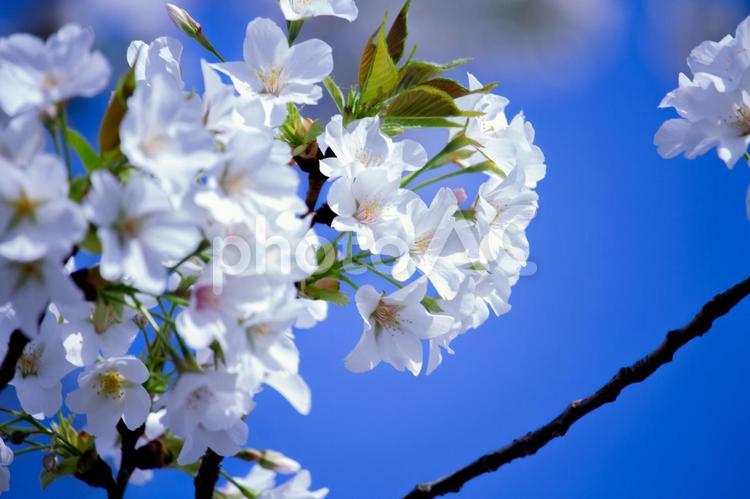 桜の花のアップ写真 桜,花,青空の写真素材