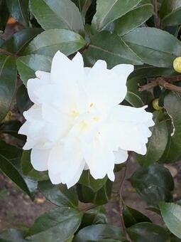 Photo, sasanqua, family of flowering plants comprising the camellias and other shrubs and trees, camellia sinensis, 