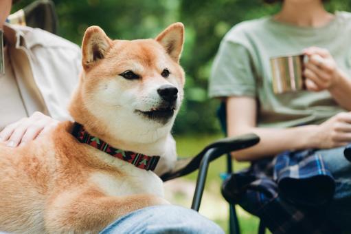 椅子の上で笑顔を見せる犬 犬,柴犬,ペットの写真素材