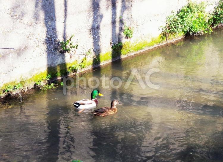 イタリアの用水路とペアの水鳥 鳥,マガモ,つがいの写真素材