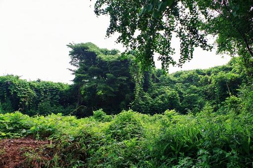 雑草に覆われた荒地 雑草に覆われた荒地の写真