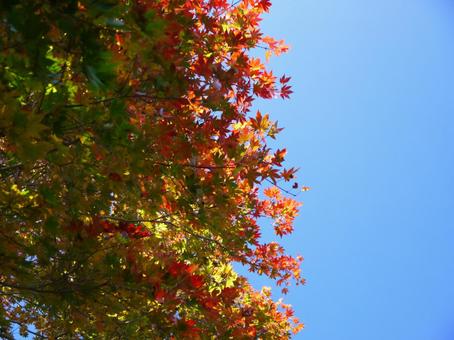 青空と紅葉 紅葉,青空,秋の写真素材