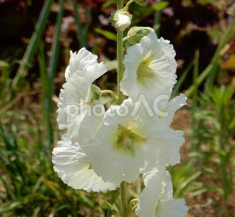 【花の写真】タチアオイ（立葵） タチアオイ,立葵,自然の写真素材