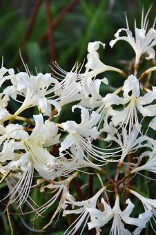 Red spider lily, JPG Red spider lily, JPG