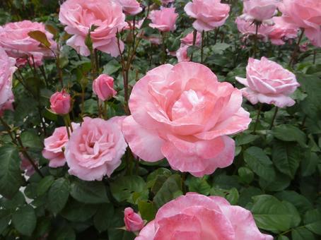 ローズガーデンの花23 ローズガーデンの花23の写真