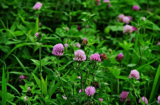 アカツメクサ アカツメクサ,ムラサキツメクサ,赤クローバーの写真素材