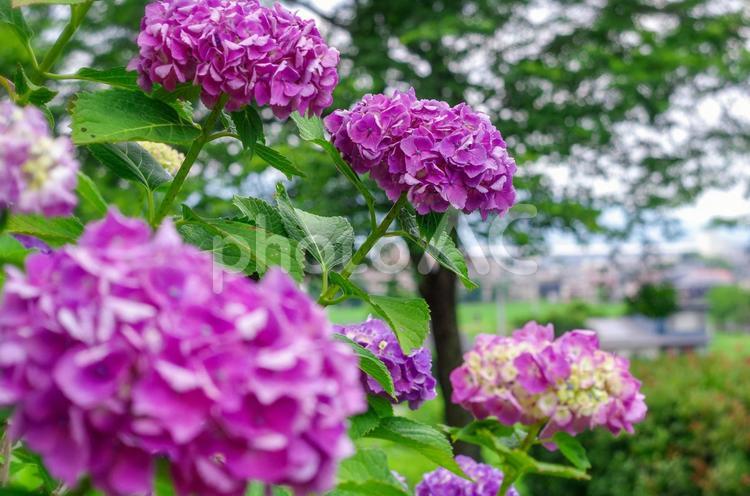 栃木県那須塩原市　東那須野公園の紫陽花 栃木県,那須塩原市,紫陽花の写真素材