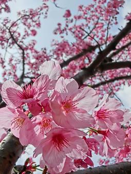 ピンクの桜の花2 ピンクの桜の花2の写真