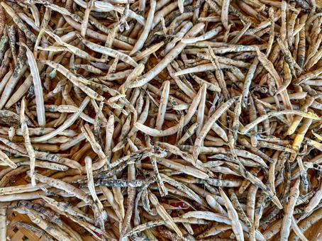 小豆の乾燥 小豆,収穫,豆科の写真素材