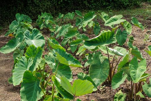 畑で育つ里芋の葉 畑で育つ里芋の葉 畑,野菜,農業の写真素材