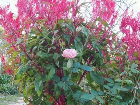 ピンクの薔薇を撮った写真です ピンクの薔薇を撮った写真ですの写真