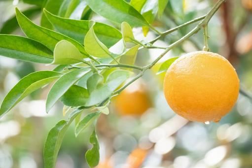 木に実った紅甘夏のアップ 紅甘夏,果実,実るの写真素材