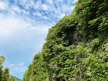 A wall full of green leaves and Trumpet Creeper flowers, JPG A wall full of green leaves and Trumpet Creeper flowers, JPG