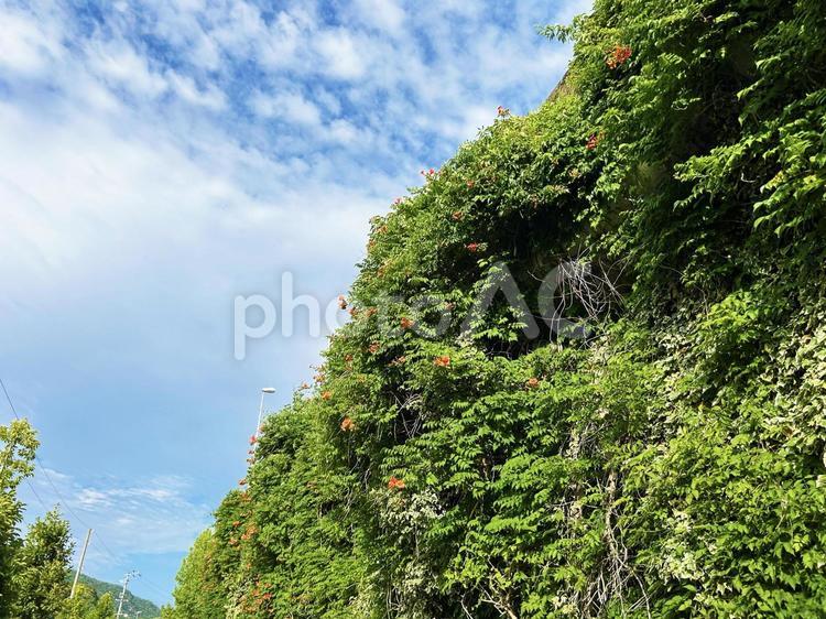 壁面にあふれる緑の葉とノウゼンカズラの花 ノウゼンカズラ,花,フラワーの写真素材