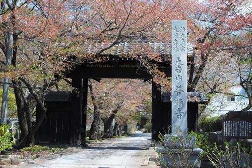 信州須坂の小京都普願寺参道の秋 信州須坂の小京都普願寺参道の秋 信州,須坂,町歩きの写真素材