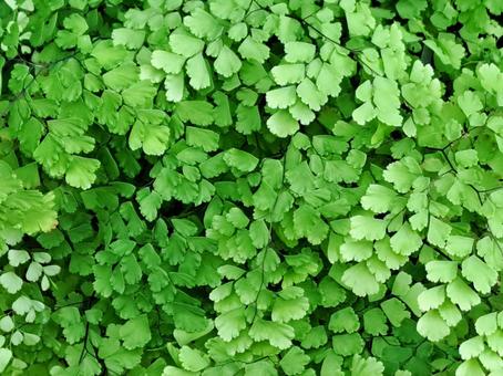 葉の集まり　アジアンタム アジアンタム,葉,集まりの写真素材