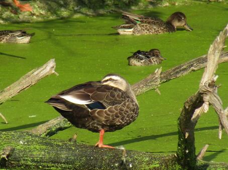かるがも カルガモ,クチバシ,かるがもの写真素材