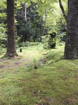 照片, 森林, komorebi, 放松, 