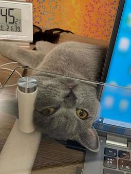 仕事まだ終わらない?たいくつ 仕事まだ終わらない?たいくつ シャルトリュー,ねこ,パソコンの写真素材