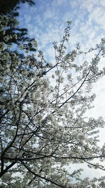 桜-４ 桜,白,花の写真素材